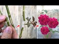 hướng dẫn ghép hoa hồng bằng mắt│How to graft roses