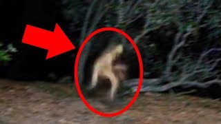 5 Mysterious Creatures Caught On Camera : Top 5 STRANGE Creatures