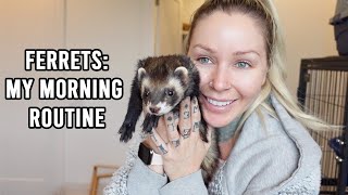 FERRETS: MY MORNING ROUTINE ✨