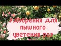 РОЗЫ будут цвести как сумасшедшие ‼️ Удобрение для роз, проверено временем 🔥