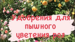 РОЗЫ будут цвести как сумасшедшие ‼️ Удобрение для роз, проверено временем 🔥