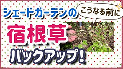 ねこひげガーデン Youtube ねこひげガーデン Youtube