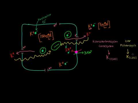 Video: Dinlenme zar potansiyeli bilgi yarışması nedir?