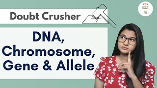 Difference between DNA, Chromosome, Gene & Allele (HINDI)