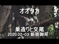 オオタカ　巣造りと交尾　2020.02-03　新宿御苑　4K