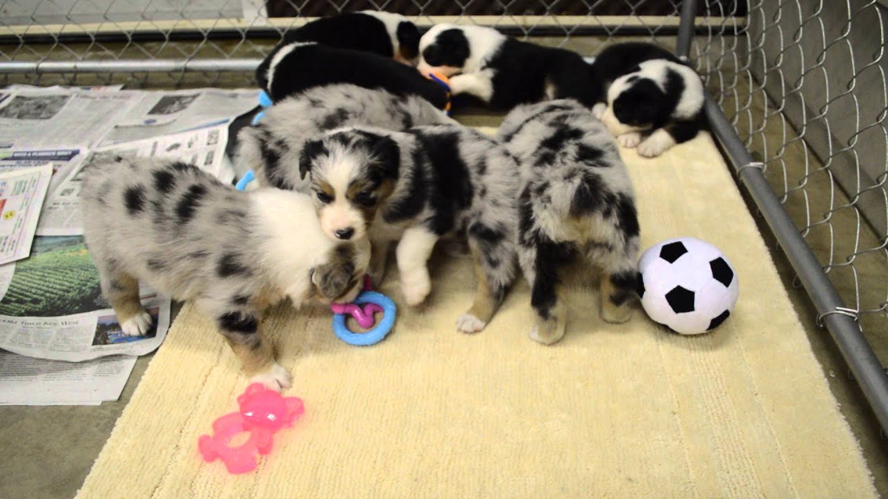Four week old Australian Shepherd puppies. - YouTube