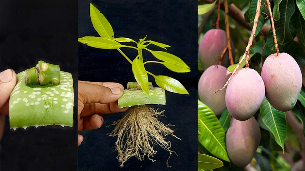 Grow Mango from cuttings using natural rooting aloe vera Method of