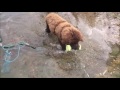 Newfoundland dog Monty First Four Months Part Three Water Training Newfoundland dog Monty First Four Months Part Three Water Training