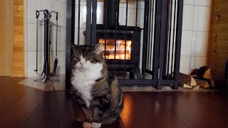 A wood stove and Cats.