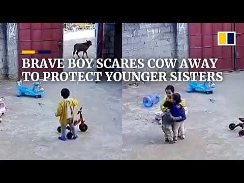 Brave boy in China scares cow away to protect younger sisters