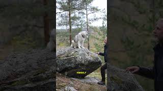 The wild hunt #education