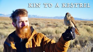 'KIN TO A KESTREL'  Lenn Eckmen And His First Hunt With A Kestrel