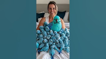 Funny Parrots Part 9 Hilarious Moments  #funnyparrots   #parrotlovers  #CreativeCommons #funnyanimal