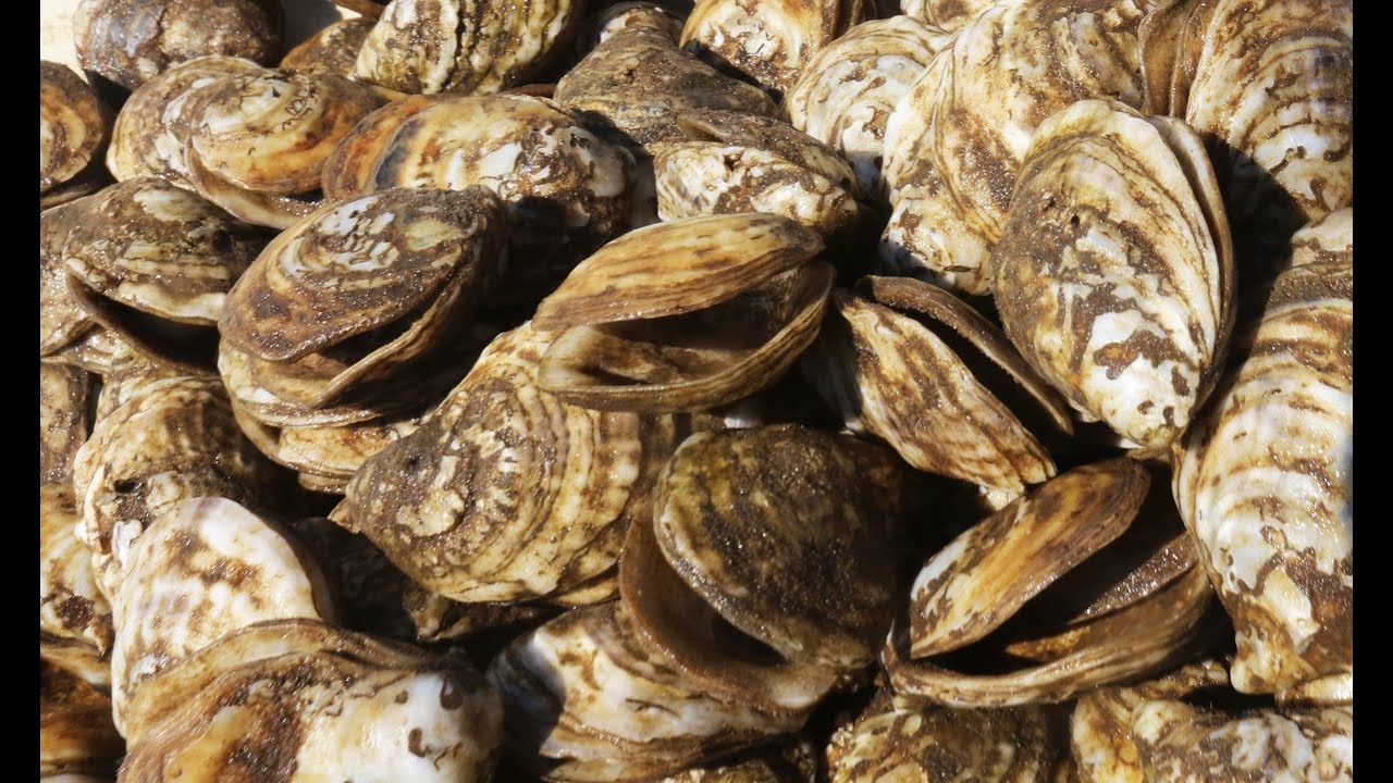 'They're all dead:' Mississippi oyster farms take hit from Bonnet Carré