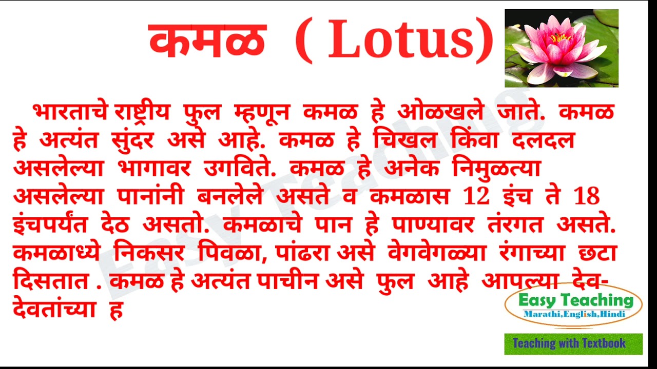 कमळ च फ ल Lotus Kamal Information Of Flowers In Marathi Youtube