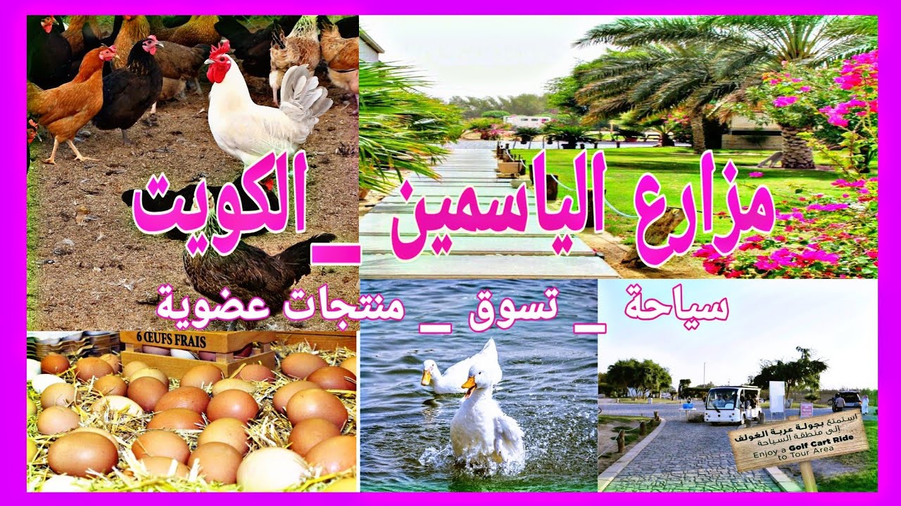 السياحة الزراعية2 |  مزرعة الياسمين الوفرة | الكويت | دجاج بلدي فيومي  | مصنع البان | ابقار | غزلان