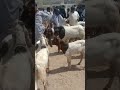 Main gya tha mandi qurbani ka janwar lene #virqlshorts #goat #pushpaamazingfacts #viraltag