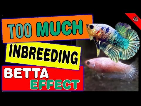 Betta Inbreeding Effect