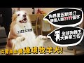 【從零開始養】邊境牧羊犬!狗界愛因斯坦!可以聽懂人類多少字?狗界舞王第三名!【許伯簡芝】Border Collie