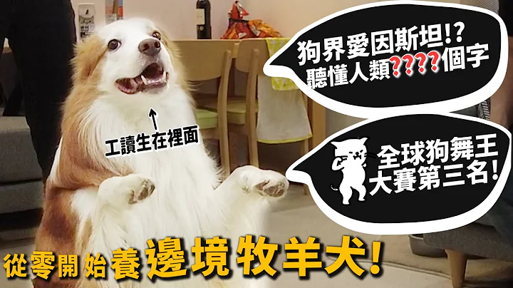 【從零開始養】邊境牧羊犬!狗界愛因斯坦!可以聽懂人類多少字?狗界舞王第三名!【許伯簡芝】Border Collie - 天天要聞