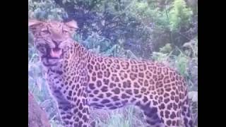Ditutup Gunung Semeru Terekam Camera Trap Macan Tutul Panthera Pardus Java macan panthera