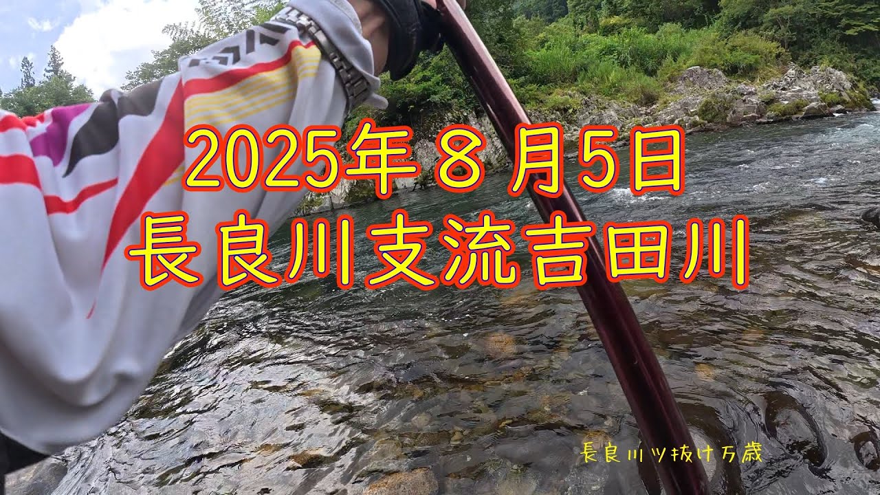 吉田川に大鮎は？