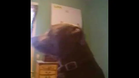 (Sarah Talbott)meeting Chrissy the dog.