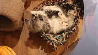 RagaMuffin Cat World by Tammy Ogle 73 views 6 years ago 2 minutes, 33 seconds