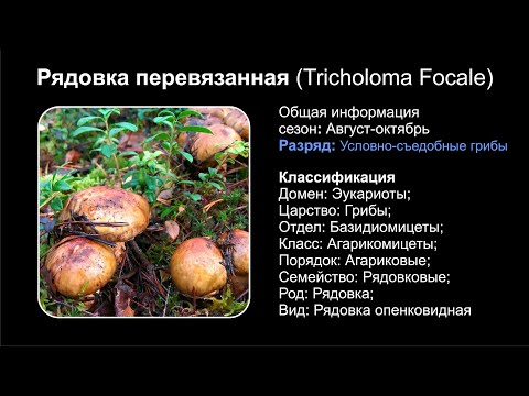 Рядовка перевязанная (Tricholoma Focale)