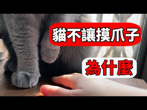 貓為什麼不喜歡被摸爪子？這麼可愛的爪爪藏了什麼秘密？【養貓迷思EP13】