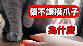 貓為什麼不喜歡被摸爪子？這麼可愛的爪爪藏了什麼秘密？【養貓迷思EP13】