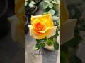 ছাদবাগানে ফুটে উঠল হলুদ গোলাপ 🌼💛#shorts #rose #garden #ytshorts #trending #winter