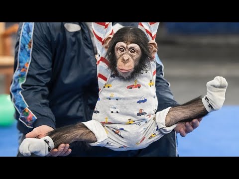 Гермес - самый маленький артист Большого Московского цирка  🎪