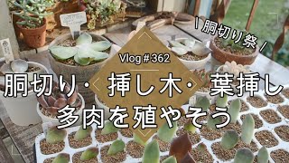 Vlog362】【多肉植物】胴切り・挿し木・葉挿し🌵多肉を殖やそう