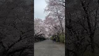 Central Parks Cherry Blossoms in Bloom #shorts