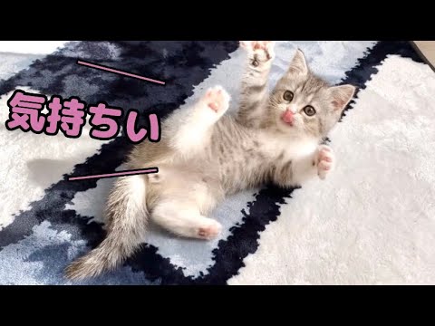 ひなたぼっこしてる子猫が、かわいすぎます…【スコティッシュフォールド】
