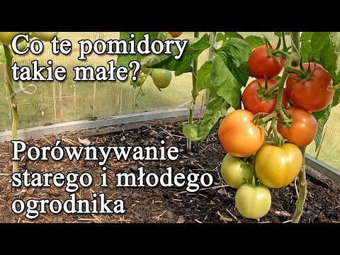 Co te pomidory takie małe? Czy porównywać starego i młodego ogrodnika? - Ogrodowe pierdamony 164