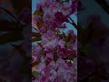 #sakura #sacura #frühlingsblumen #springflowers #сакура #веснапришла