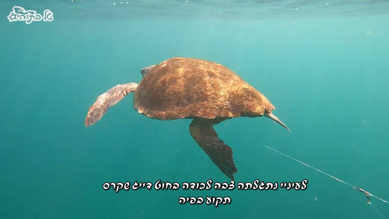 🐢❤🌊 הצלת הצבה רז וסכנות ציוד דיג נטוש - סרטו של חיים רז