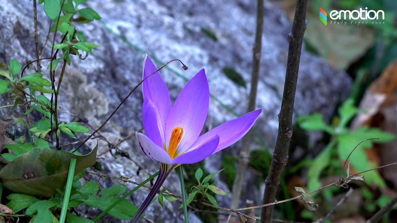 Valle delle Ferriere  - Amalfi Coast