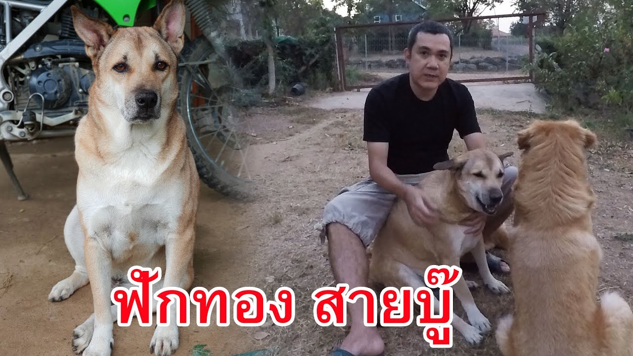 แนะนำฟักทอง สายบู๊ หมาไทยหลังอาน สุนัขเฝ้าบ้าน สุนัขใช้งาน สุนัขระวังภัย คลิปหมาน่ารัก หมานักล่า