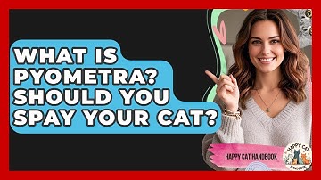 What Is Pyometra? Should You Spay Your Cat? - Happy Cat Handbook
