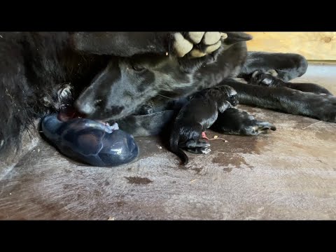 Dog giving birth - YouTube