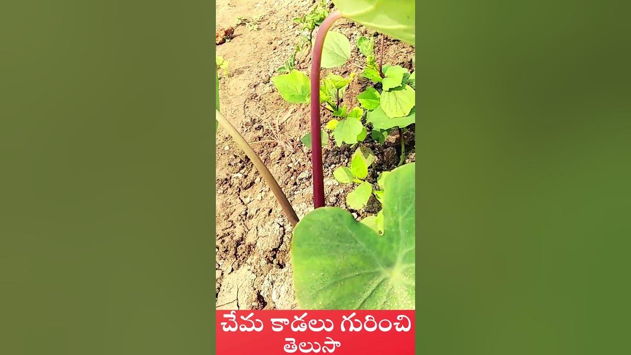 taro-root-stem-uses-in-telugu-youtubeshorts-ytshort-medicinalplants