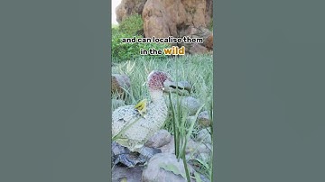 3 THINGS about Gigantoraptor in ARK : Survival Ascended !