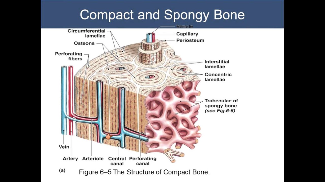 05-Chapter 6 Skeletal System Tissue Part 2 - YouTube