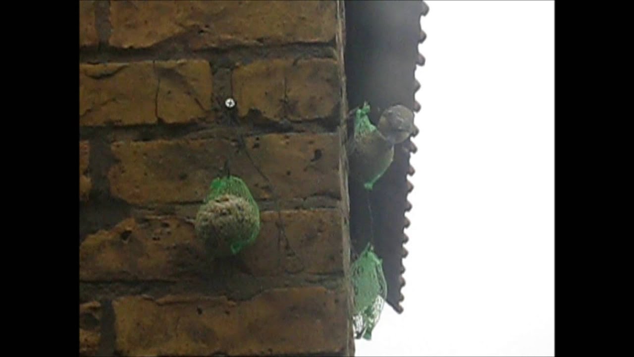 NatureCap - great tit - koolmees - 28/12/2012