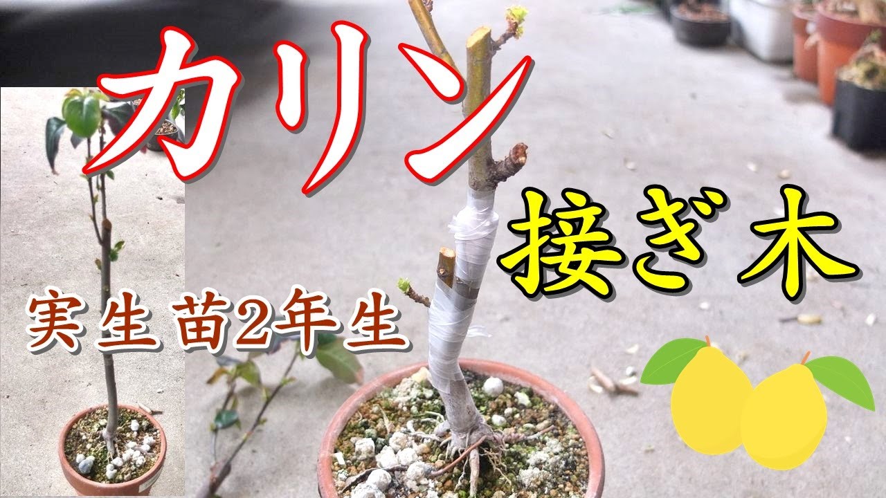 小品盆栽 接ぎ木】カリン実生苗2年生に2箇所接ぎ木 Shohin bonsai