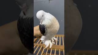 Senin tonajların bambaşka #güvercin #pigeon #pigeons #güvercinler #pigeonslovers #güvercinsevdası