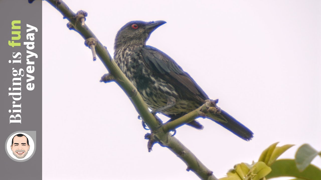 Asian Glossy Starling (Aplonis panayensis) - Cebu Philippines - Adult
